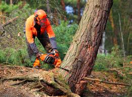 Best Emergency Tree Removal  in Batavia, IL